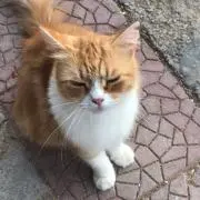 MOWMOWの画像