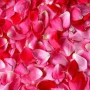 Flowerの画像