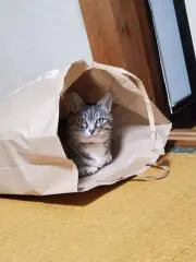 しゅんの画像