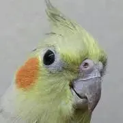 AAAの画像