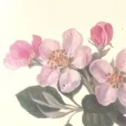 さくらこの画像