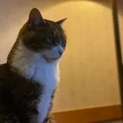 mew