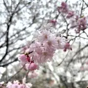 さくらの画像
