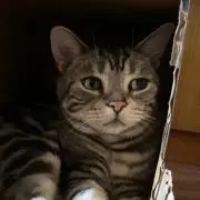 イクラの画像