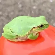 ノリックスの画像