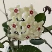 H （植物セール中）の画像