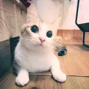 かきくけこの画像