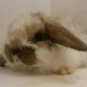 アランうさぎ