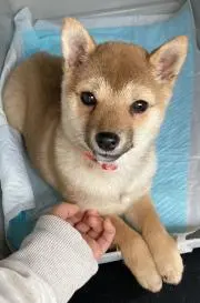KuRu クルの画像