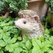 のんちーの画像