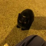 Beee
