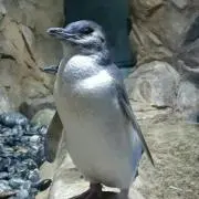 ウーパー