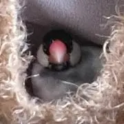 ぽんずの画像