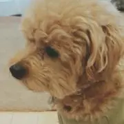 ににろろ
