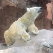 こしあんの画像