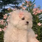 ☆の画像