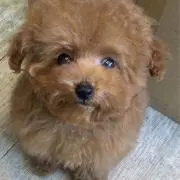Taiji Seraの画像