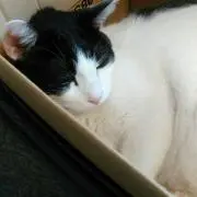 ナオ