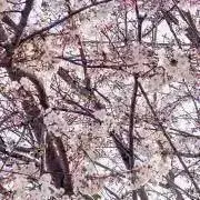 Fの画像