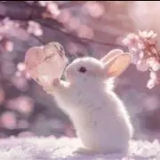ボンド•ᴗ•✿の画像