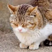 satoの画像