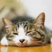 猫の画像