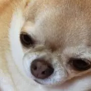 いちごてぇの画像