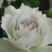 ☆ぽん☆の画像