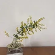 sohnの画像