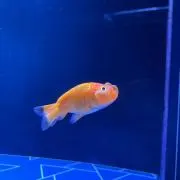 トイマニの画像