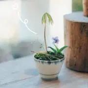 mamomの画像