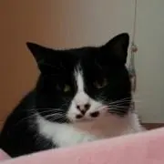 てんてんの画像
