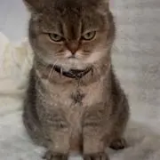 ゆずの画像