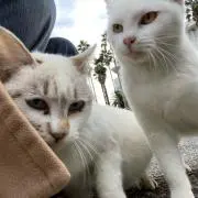 あお　プロフィール要確認してくださいの画像