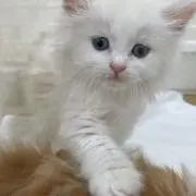 s.