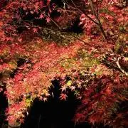 しかっち #44の画像