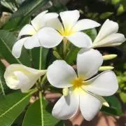 Moanaの画像