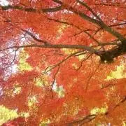 さくらっこの画像