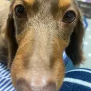 はる虫の画像