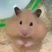 Golden Bearの画像
