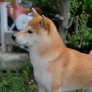 nknbの画像