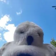 リュウの画像