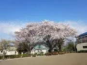 カモミールの画像