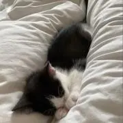 -プロフ必読- にゃんの画像