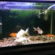かつ