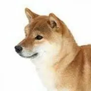 サイトウの画像