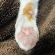 ハンナ