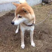 がお