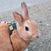 かつこの画像