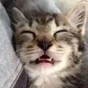 ぷらむの画像